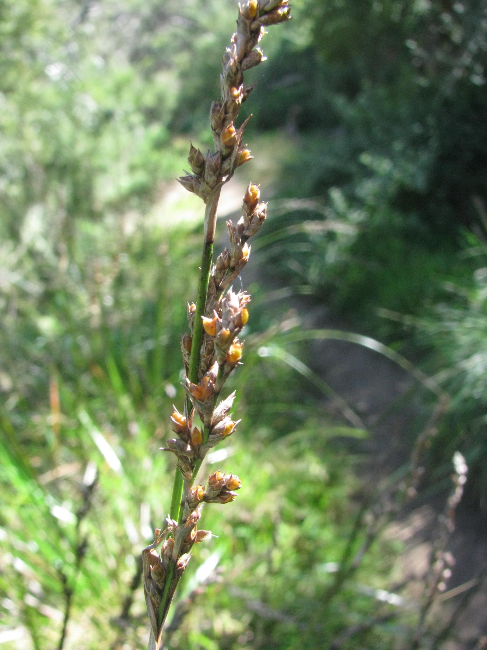 Baumea rubiginosa image