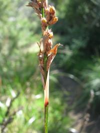 Baumea rubiginosa image