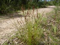 Baumea rubiginosa image