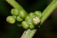 Alchornea latifolia image