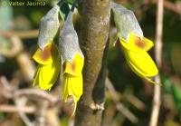 Image of Anagyris foetida