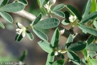 Anagyris foetida image