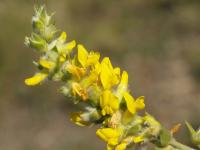 Anthyllis cytisoides image