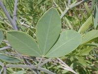 Baptisia alba image