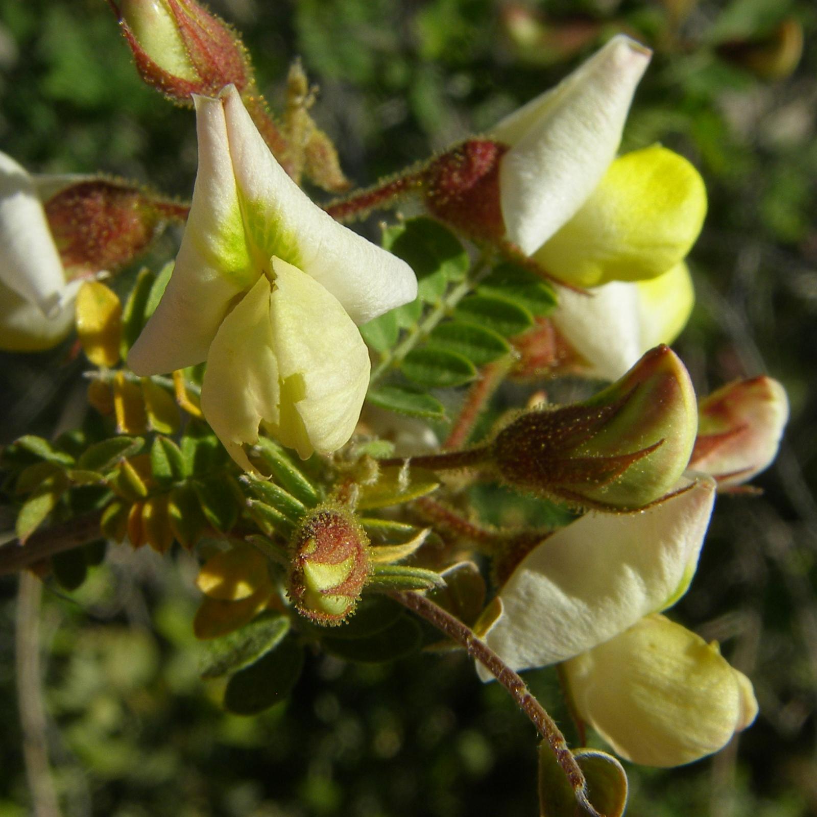 Pictetia microphylla image