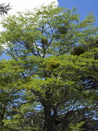 Image of Nothofagus antarctica