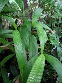 Joinvillea ascendens image