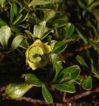 Escallonia myrtilloides image