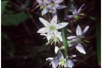 Camassia scilloides image