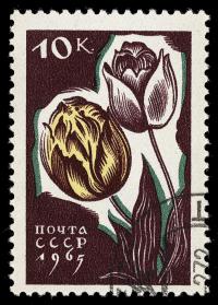 Tulipa gesneriana image