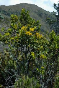 Image of Gaiadendron punctatum