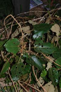 Image of Hampea appendiculata