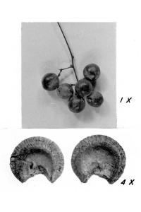 Image of Menispermum mexicanum