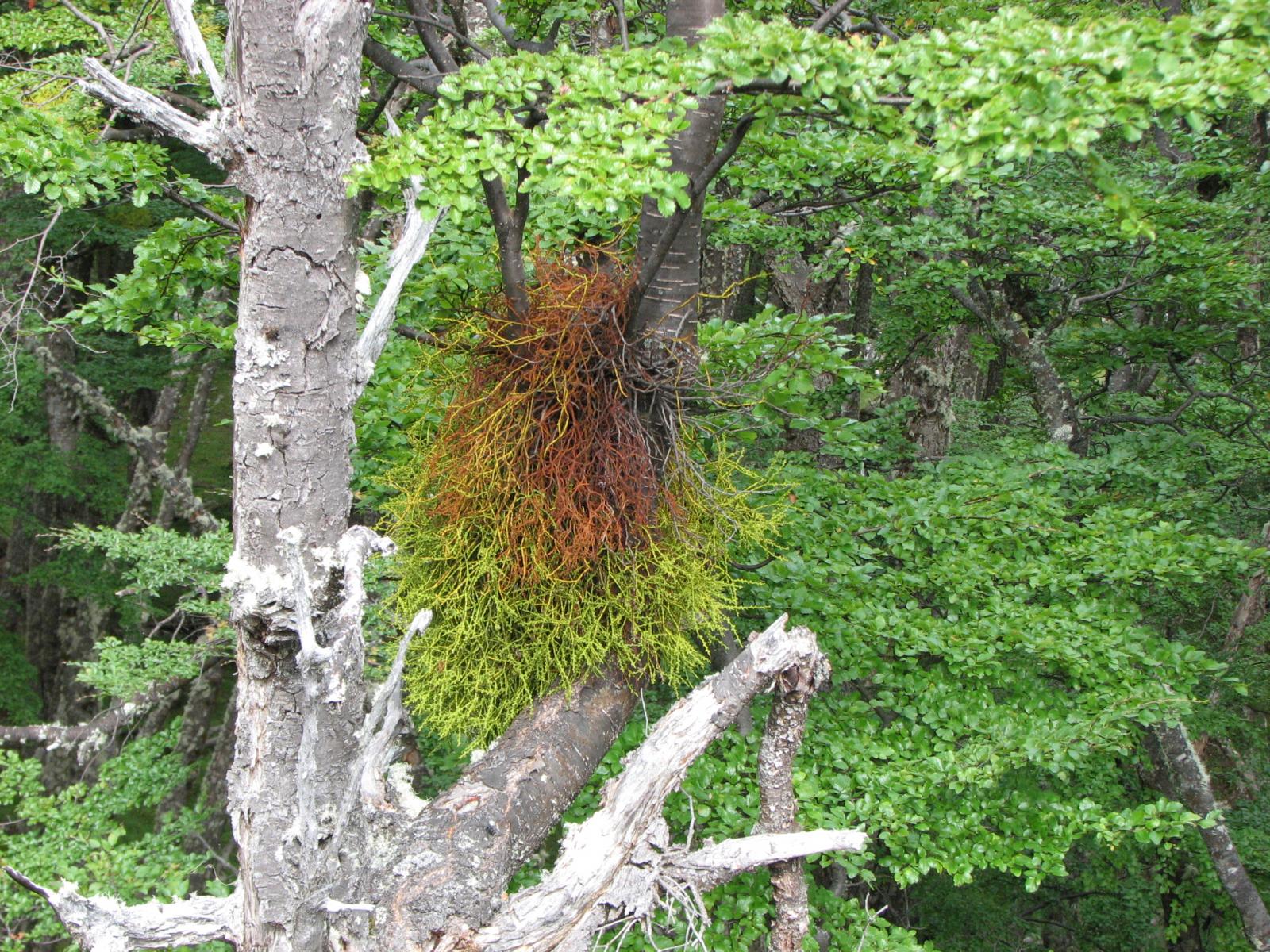 Misodendrum punctulatum image