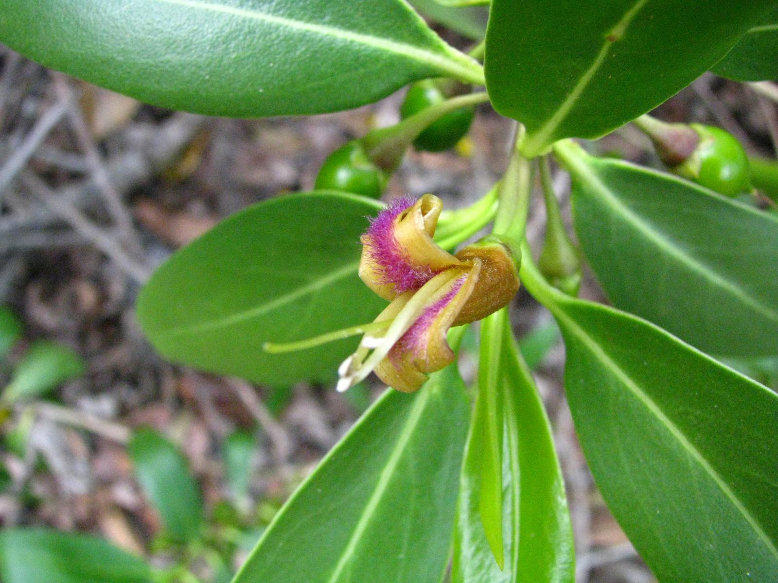 Bontia daphnoides image