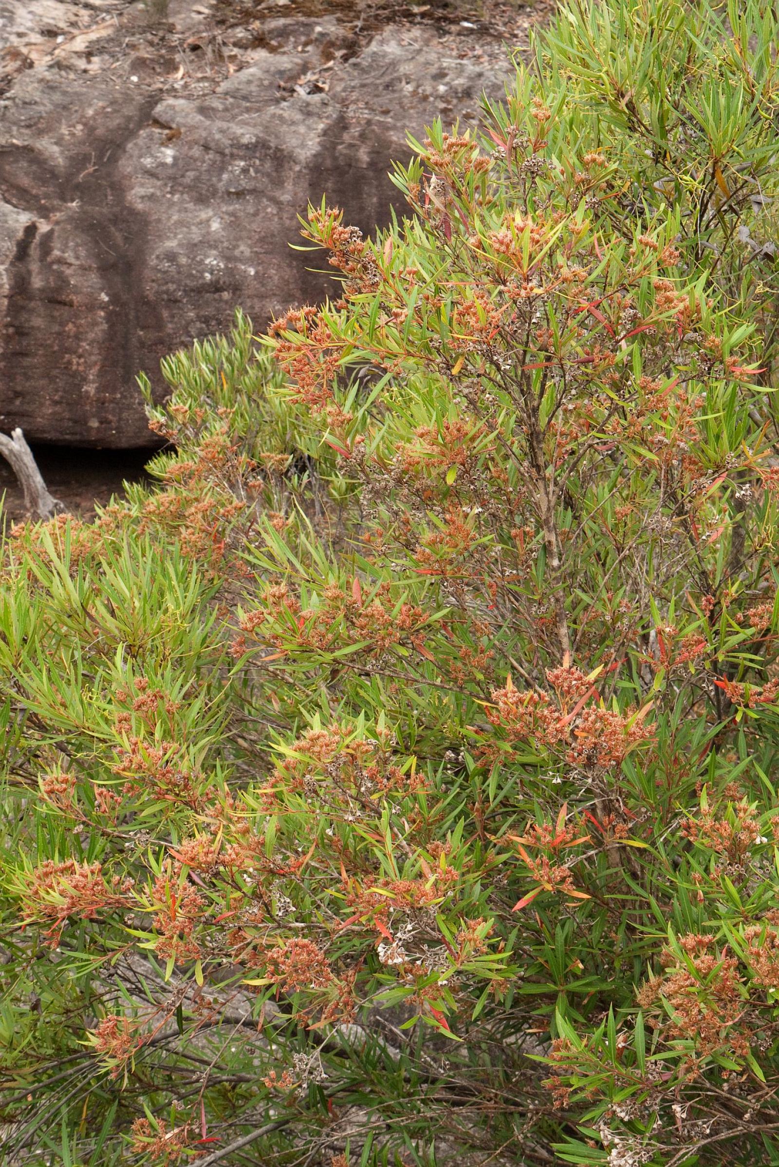 Tristania neriifolia image