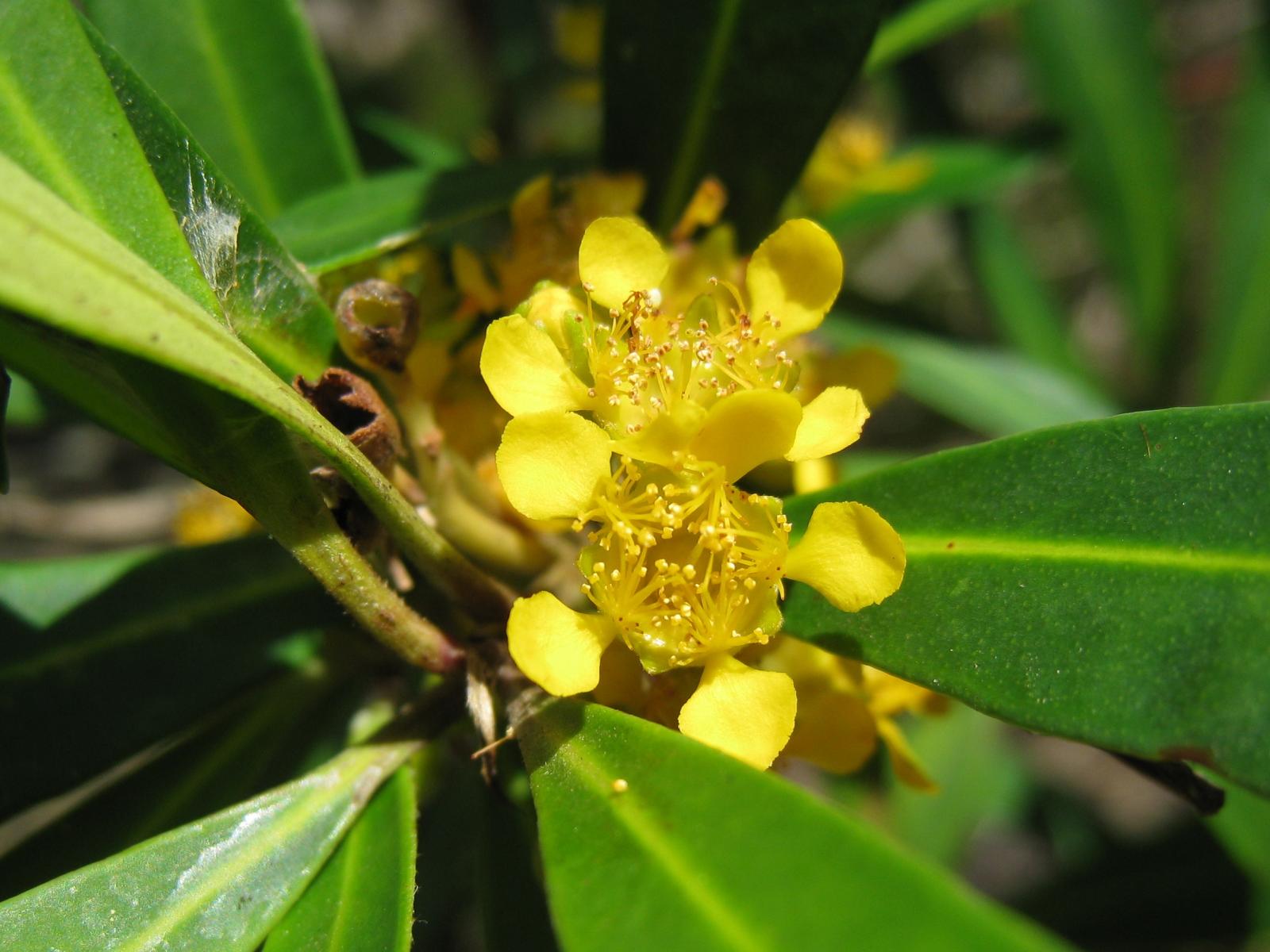Tristaniopsis laurina image