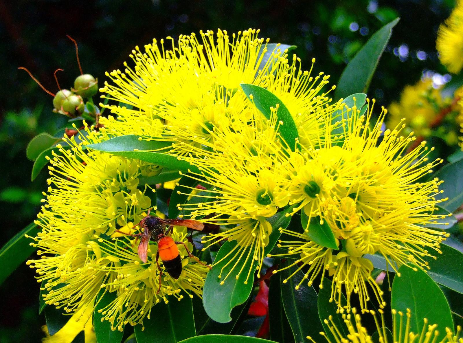 Xanthostemon chrysanthus image