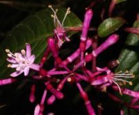 Image of Fuchsia paniculata