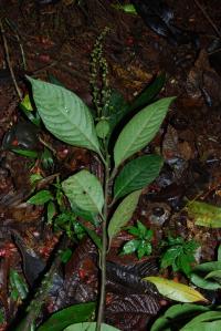 Image of Cephaelis elata