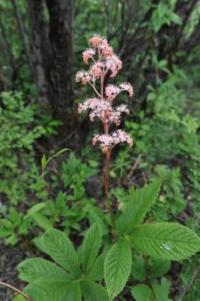 Image of Lancea tibetica