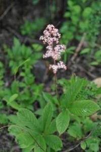 Lancea tibetica image