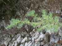 Taxus globosa image