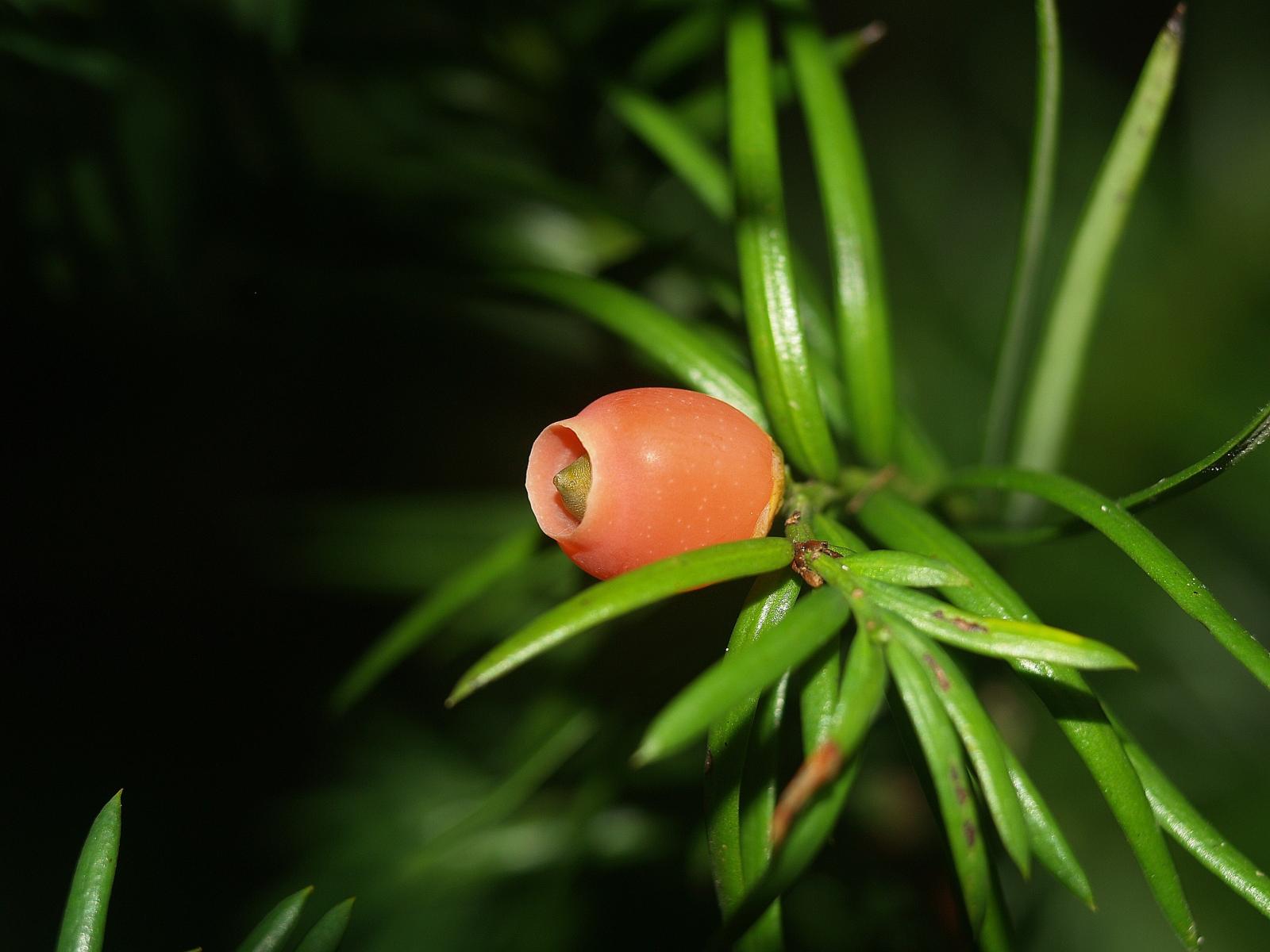 Taxus globosa image