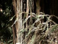 Image of Sequoia sempervirens