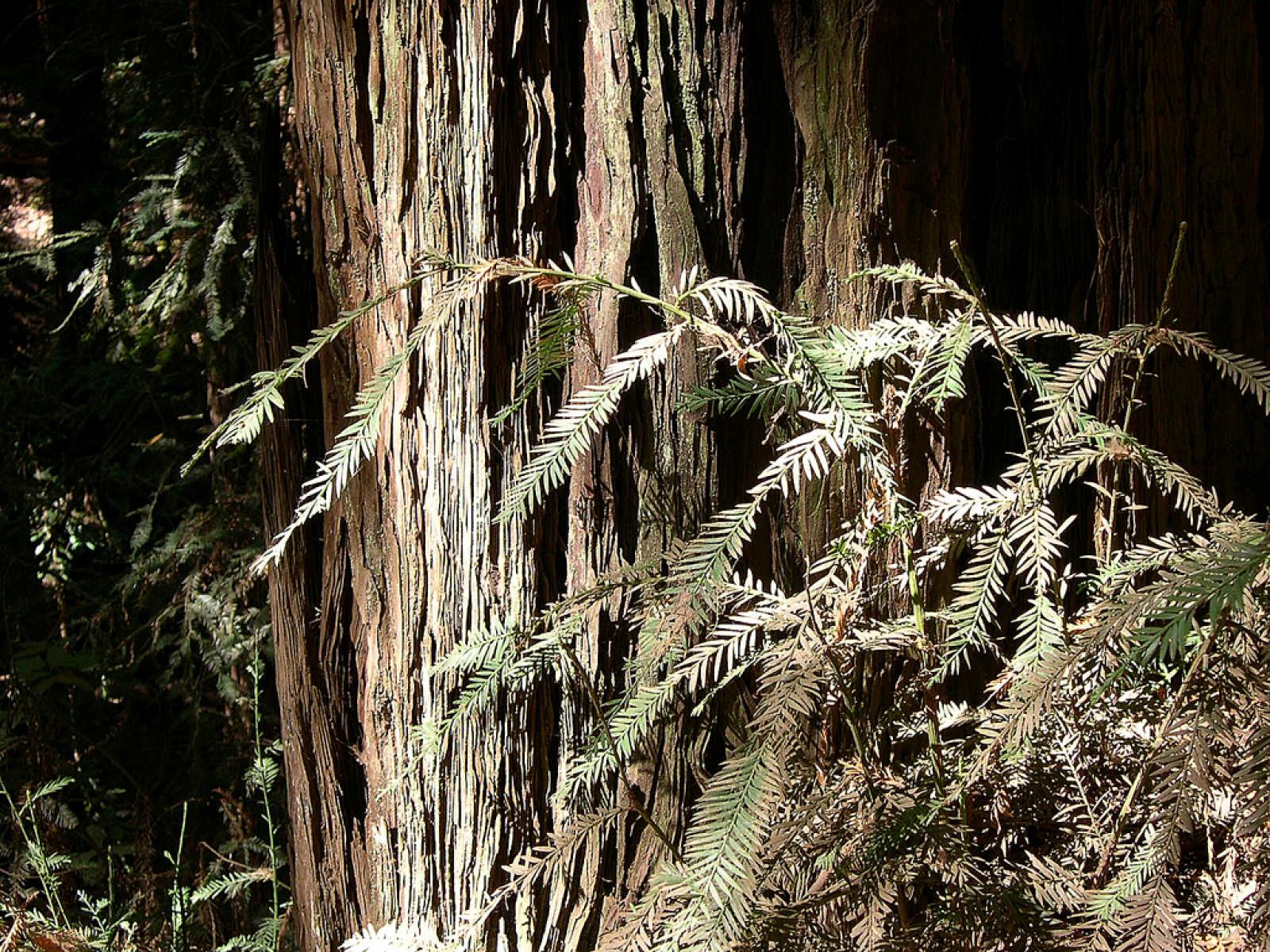 Sequoia sempervirens image