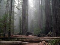 Sequoia sempervirens image