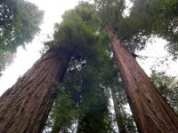 Sequoia sempervirens image