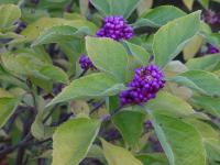 Callicarpa americana image