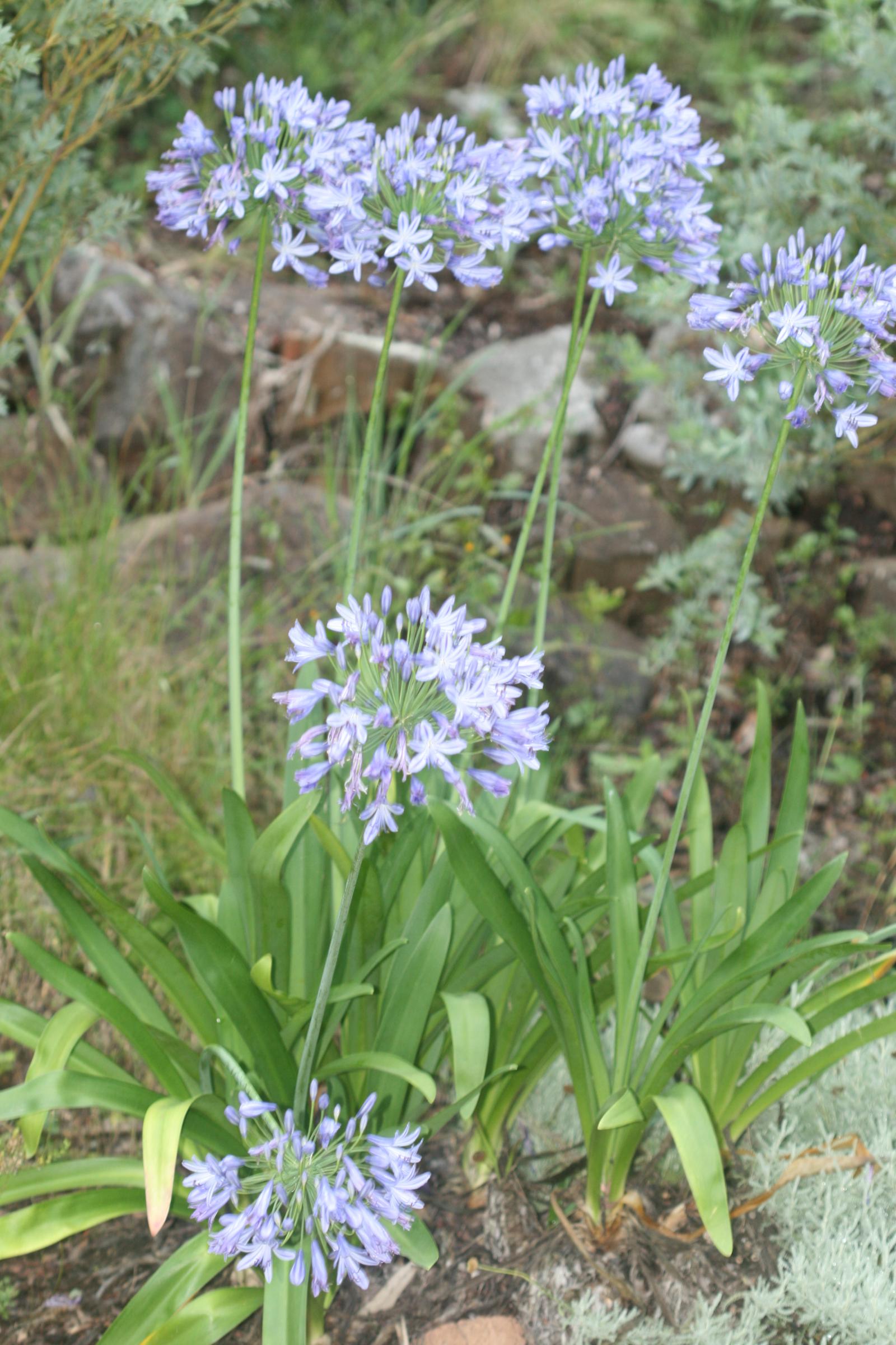 Agapanthus praecox image