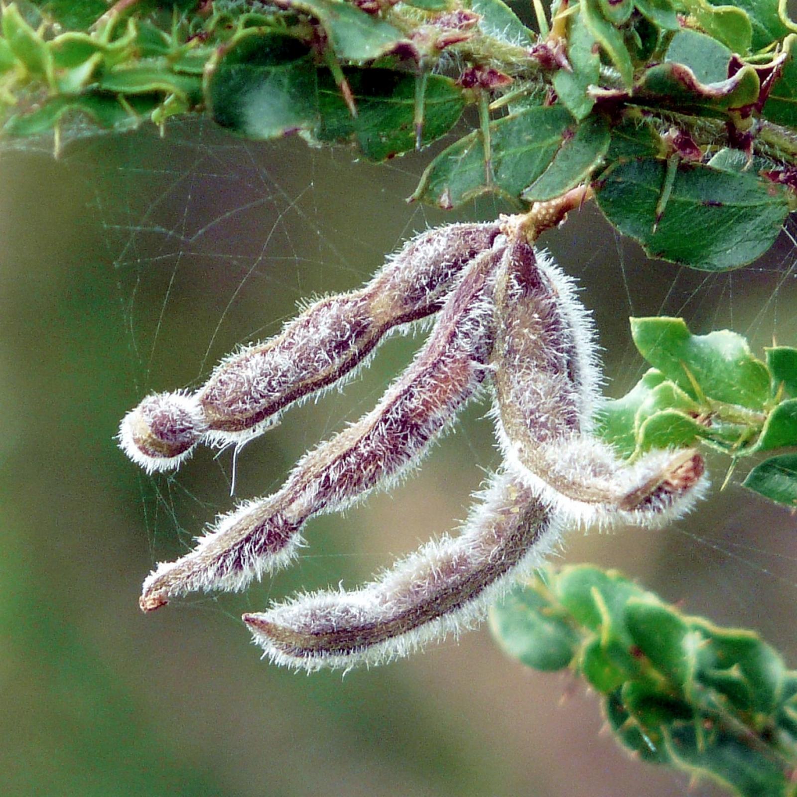 Acacia paradoxa image