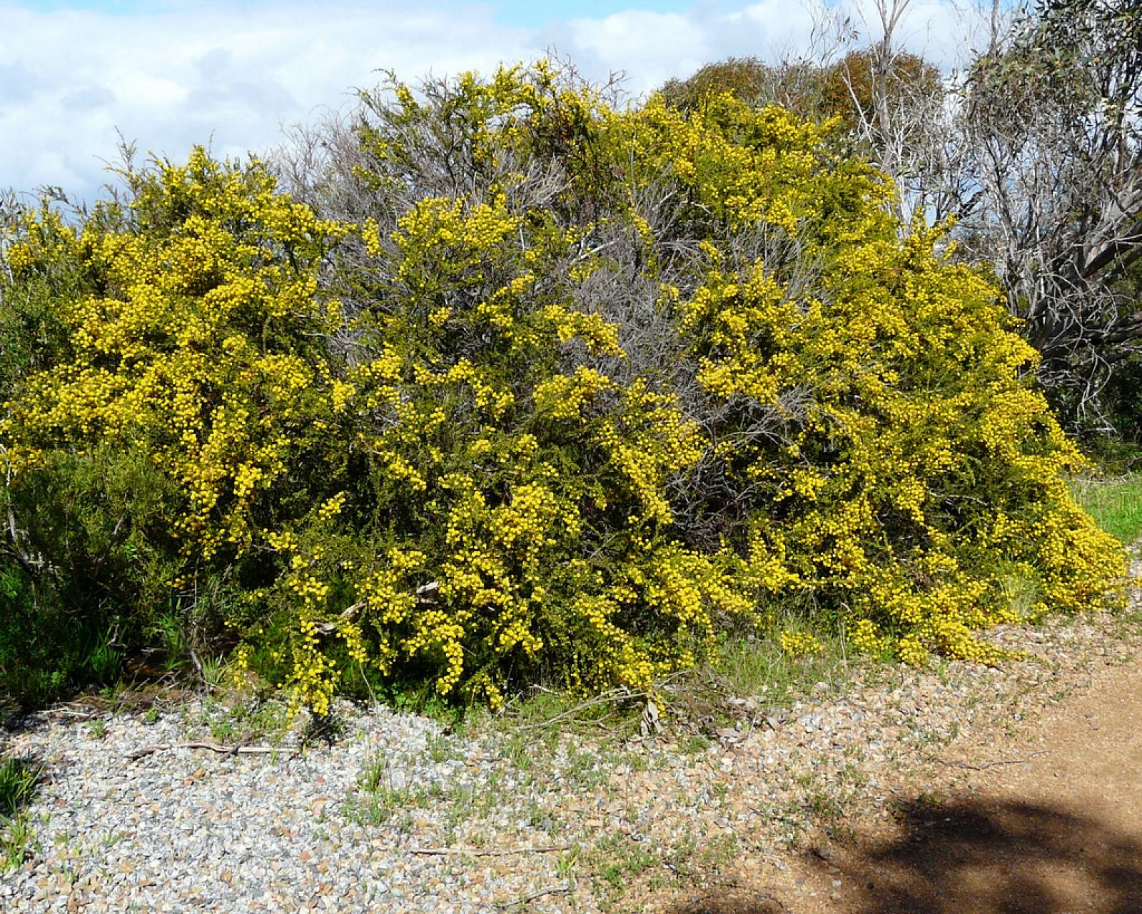 Acacia paradoxa image