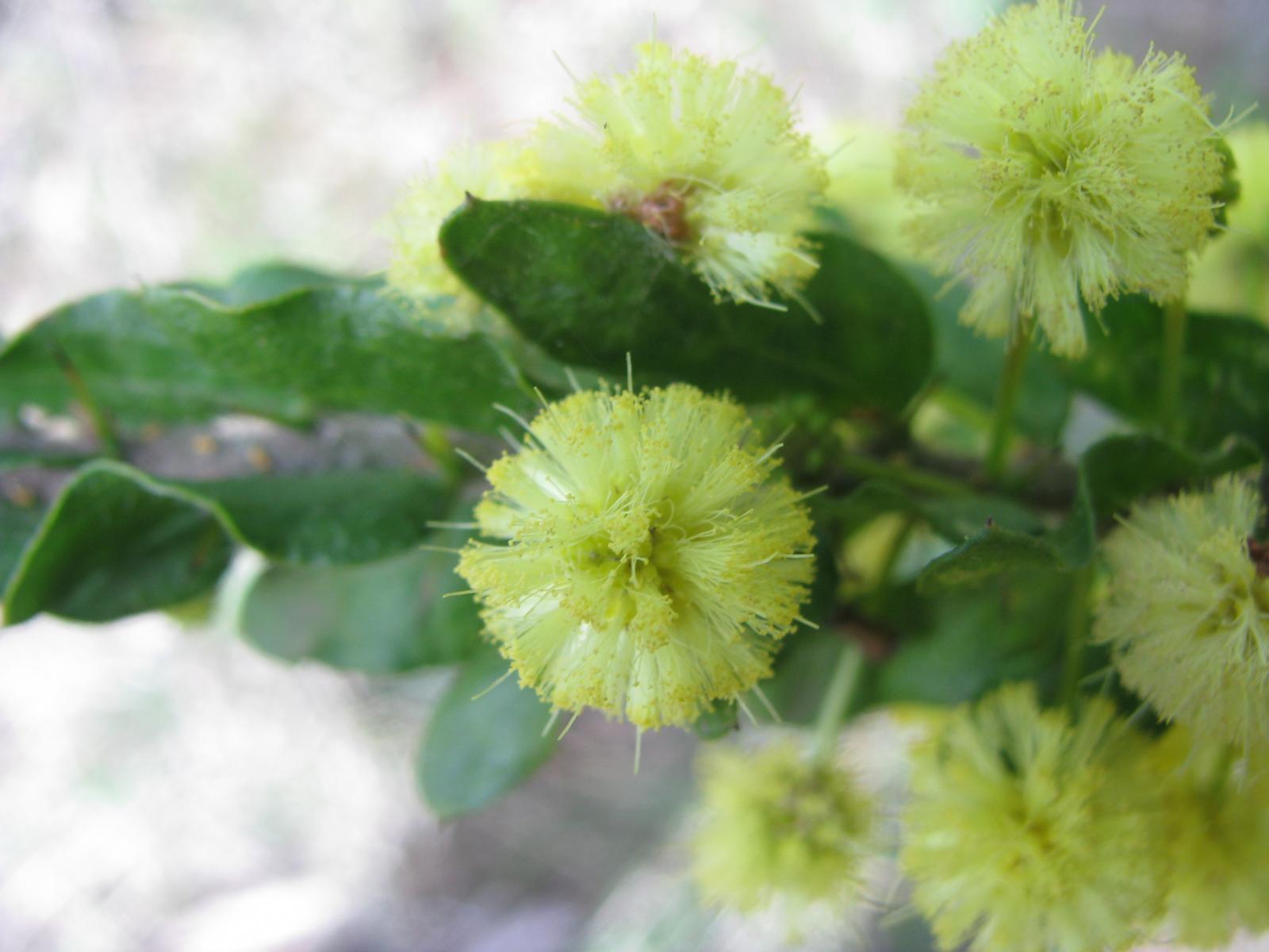 Acacia paradoxa image