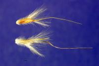 Image of Bothriochloa edwardsiana