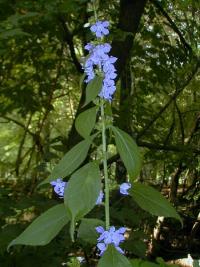 Campanulastrum americanum image