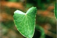 Image of Centella erecta