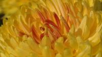 Image of Chrysanthemum x morifolium