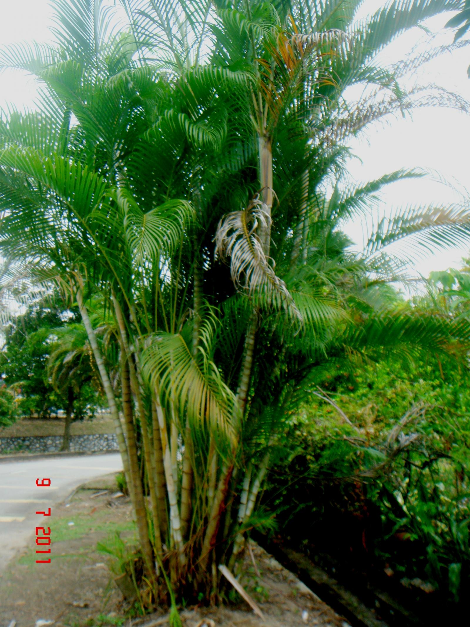 Dypsis lutescens image