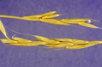 Image of Elymus caninus