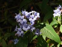 Eranthemum pulchellum image