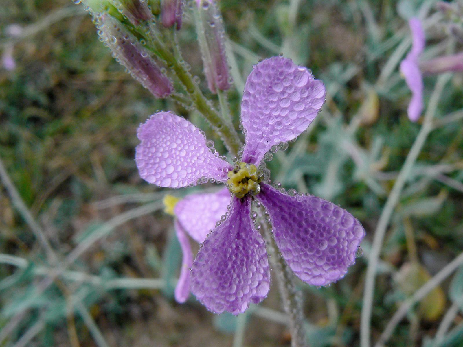 Moricandia arvensis image