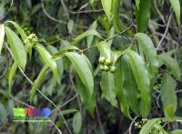 Morinda umbellata image