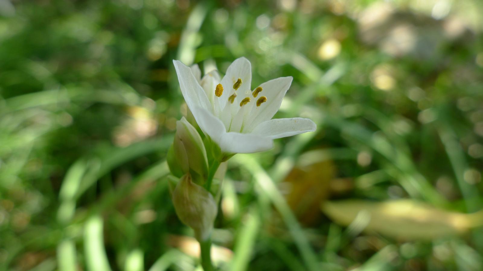 Nothoscordum borbonicum image