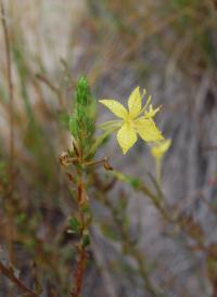 Oenothera clelandii image