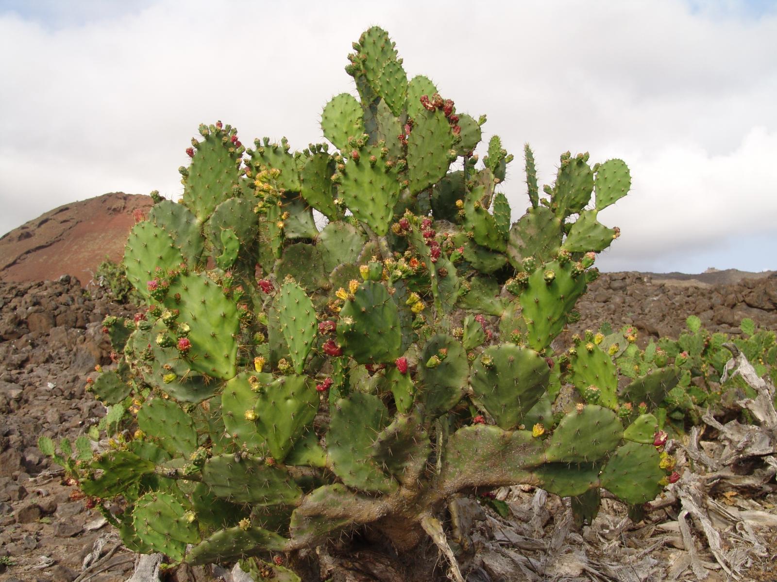 Opuntia monacantha image