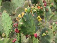 Opuntia monacantha image